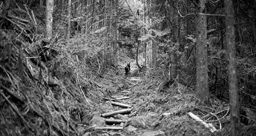 Koya Bound header image walking towards Koyasan