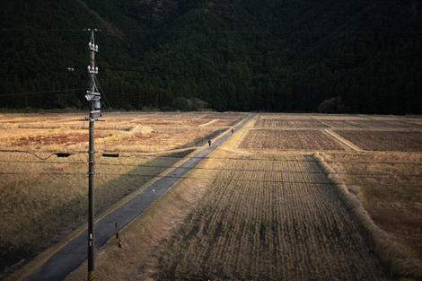 Two figures walking through a rice field, photographed from an elevated road, the walkways of the fields lit golden by early morning sun.