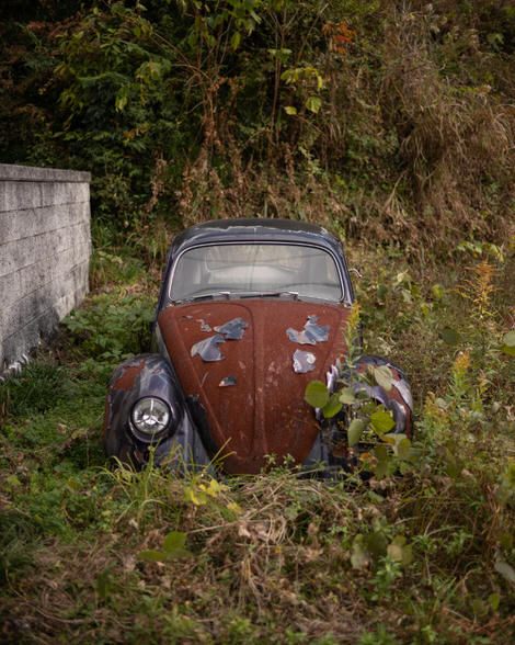 An abandoned Volkswagen Beetle, the roof of which is rusted in a total and extremly pleasing manner, just pure rust, through and through; the whole thing looking like it's hiding in the weeds.