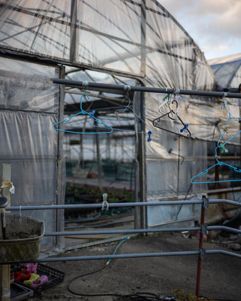 A greenhouse, blurry in the background with some coat hangers hanging, with no obvious purpose, in the foreground on some metal racks.