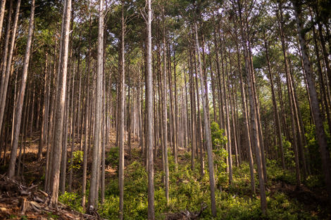 Cedars, in the forest, in Japan.