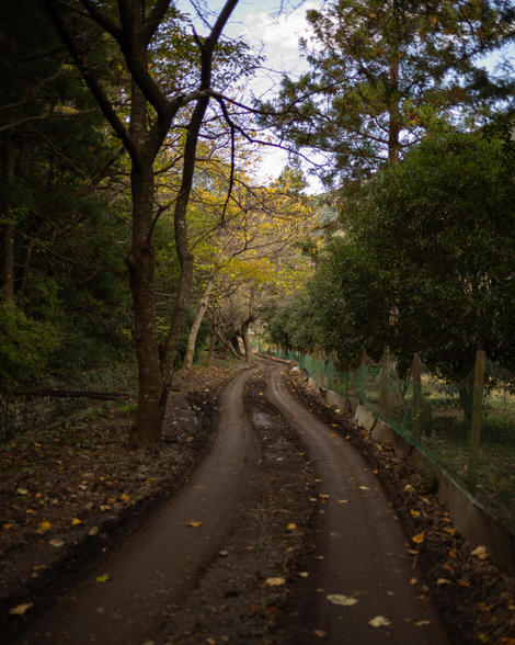 A path mared by tire trails leading into the forest, some fall color still on the leaves in the background.