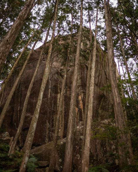 Looking up through thin trees at the so-called back of the elephant rock on the top of Binshinyama, just up from Magose Tōge