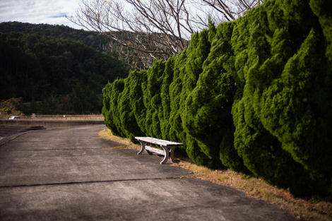 A lone bench, perhaps not as lonely as it looks, backed by some thick and textured hedges, maybe once squared off but now slightly wild; very pleasing.