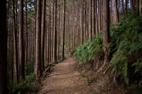 Dirt path leading through forest of cedars, as so many forests of Japan now are, cedars for miles, cedars in all directions; to be avoided come Feb / March and pollen season.