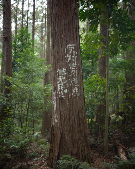 Anti UNESCO World Heritage listing grafitti painted on the side of a cedar along the Yakiyama path; it says No UNESCO! and is signed supposedly by the residents of the area.