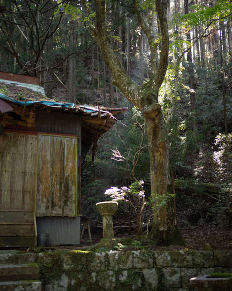 The Yakiyama Koujin Dou Shinto shrine, in May 2019, boarded up with a collapsing roof, but lit by golden late-afternoon rays of sun cutting through the background forest. 
