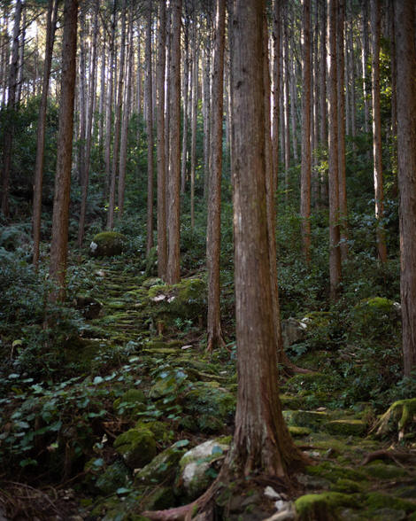 More cedars, more moss, more Edo era paving stones leading up into a well-lit forest scene.