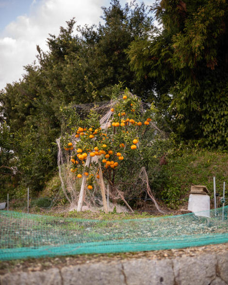 A citrus tree covered haphazardly in netting; looks abandoned as much everything else.