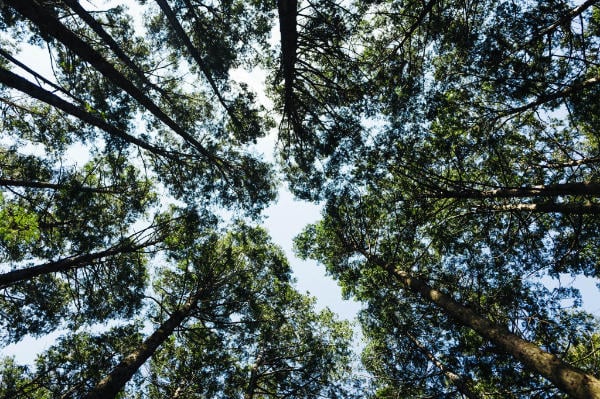 Treetops along Kumano Kodo