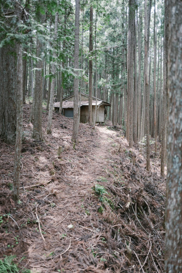 A shack in the woods in color