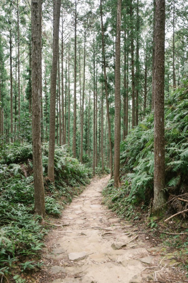 More path, more trees