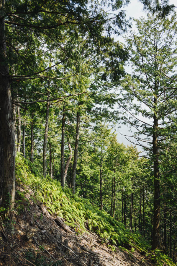 Lush greenery and moss on the Kumano Kodo