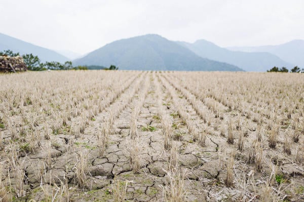 Cracked earth of a rice paddy