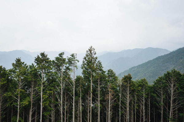 Beautiful treetops on the Kumano Kodo