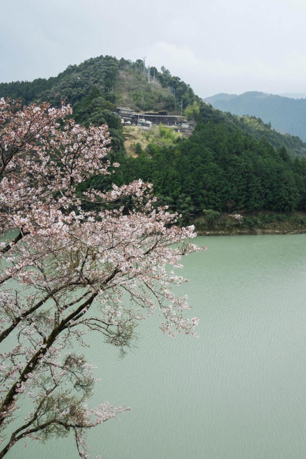 Cherry blossoms outside of Totsukawa Onsen