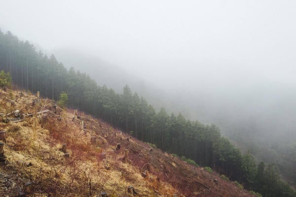 Mountainside along Kumano Kodo