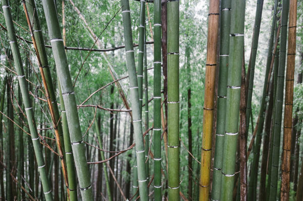 A bamboo grove