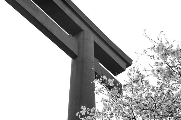 Hongu Taisha torii with cherry blossoms