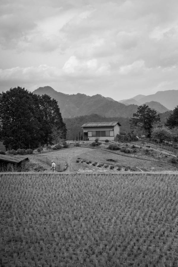 A freshly planted rice paddy along Kumano Kodo, just outside of Totsukawa Onsen