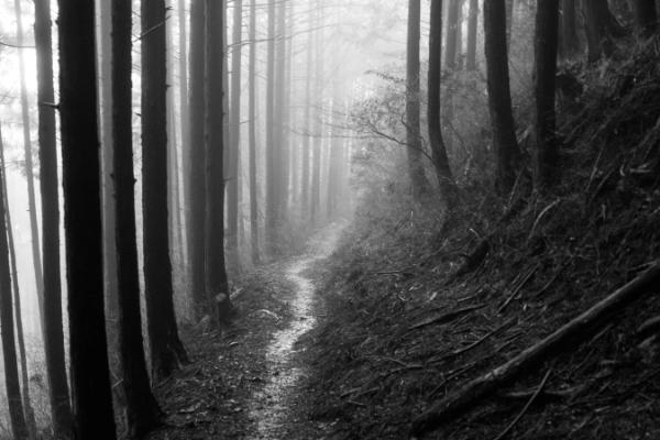 Misty Kumano Kodo trail