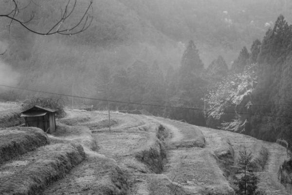 A farm shack and terraced land and a cherry blossom tree along Kumano Kodo