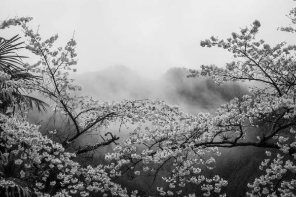 Cherry blossoms on Koya-san