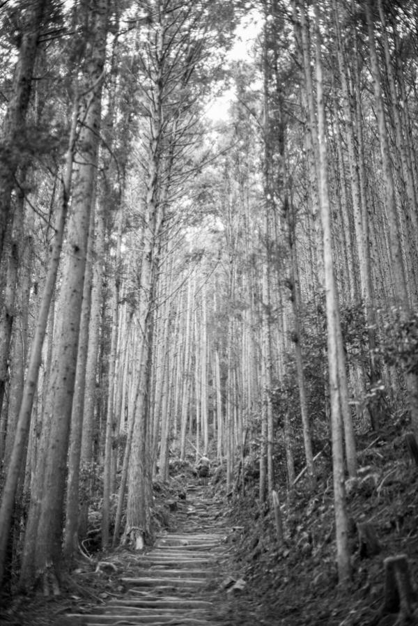 Mullenweg in the trees